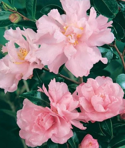 Camellia sasanqua Paradise Petite  Pink