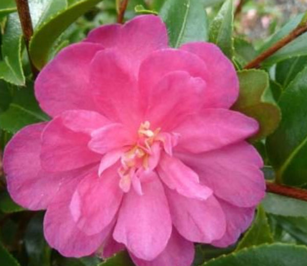 Camellia sasanqua Paradise Petite  Ruby