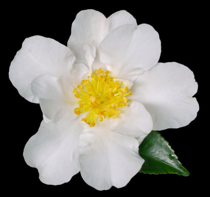 Camellia sasanqua Paradise Petite  White