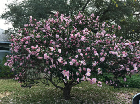Camellia sasanqua Plantation Pink