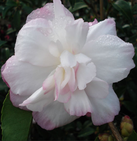 Camellia sasanqua Pure Silk