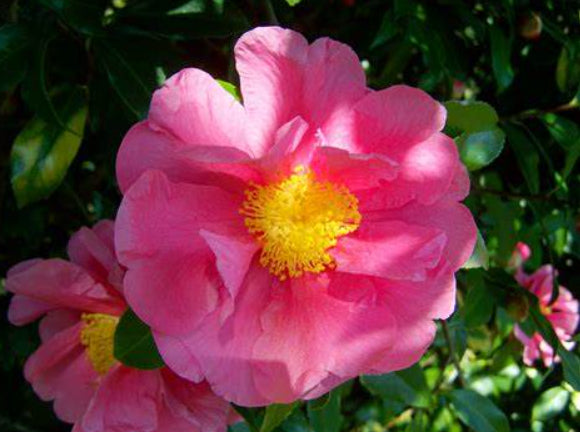 Camellia sasanqua Rose Ann