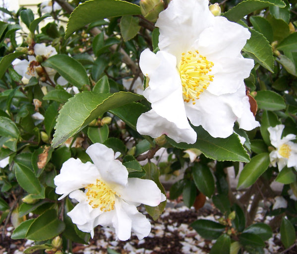 Camellia sasanqua Setsagekhu