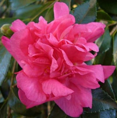 Camellia sasanqua Simply Red