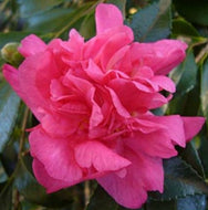 Camellia sasanqua Simply Red
