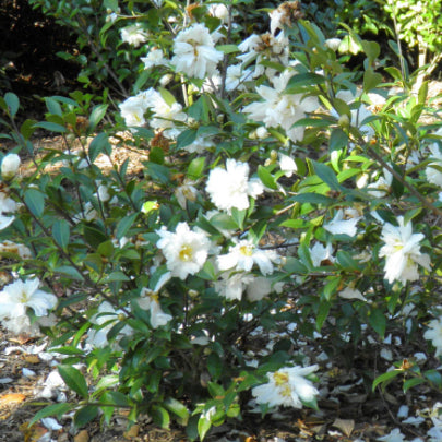 Camellia sasanqua Snow