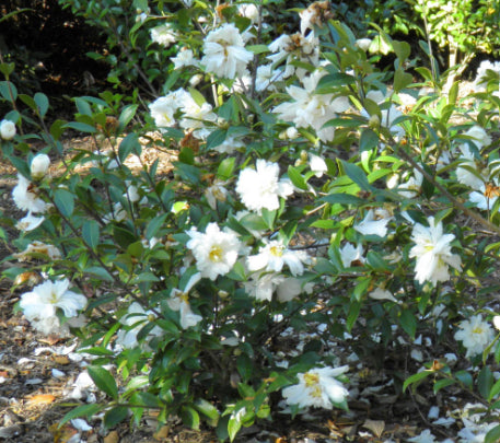 Camellia sasanqua Snow