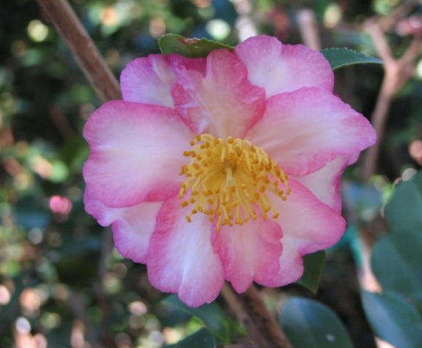 Camellia sasanqua Something Special