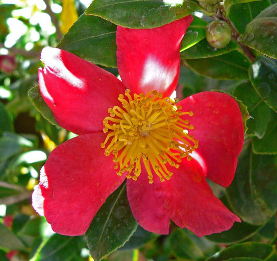 Camellia sasanqua Yuletide