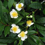 Camellia sinensis Green Tea