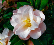 Camellia spp. Rose Tea