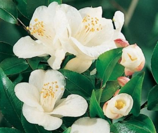 Camellia transnokoensis
