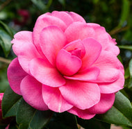 Camellia Water Lily