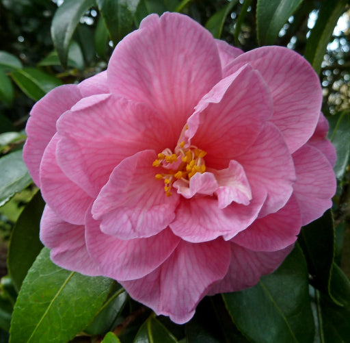 Camellia x williamsii Donation