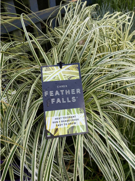 Carex Feather Falls PBR