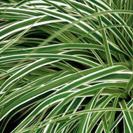 Carex oshimensis Everest