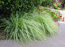 Load image into Gallery viewer, Carex oshimensis Everest
