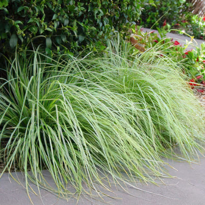 Carex oshimensis Everest