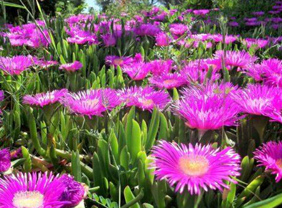 Carpobrotus rossii Pink Passion