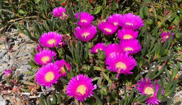 Carpobrotus rossii Pink Passion