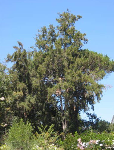 Casuarina cunninghamiana River Sheoak