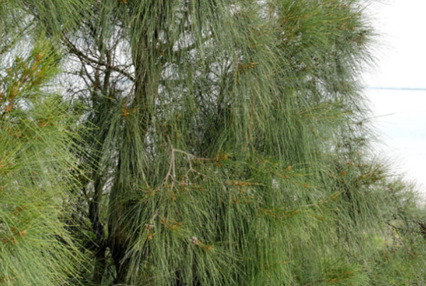 Casuarina glauca Swamp She Oak