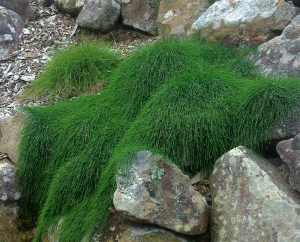 Casuarina glauca Cousin It