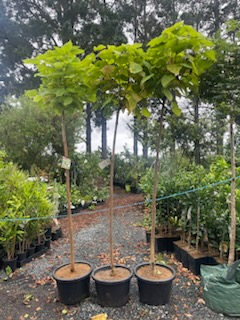 Catalpa bignonioides Nana