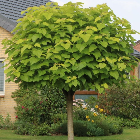 Catalpa bignonioides Nana