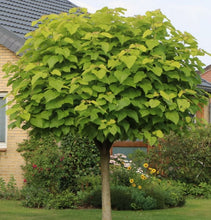 Load image into Gallery viewer, Catalpa bignonioides Nana
