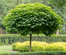 Load image into Gallery viewer, Catalpa bignonioides Nana
