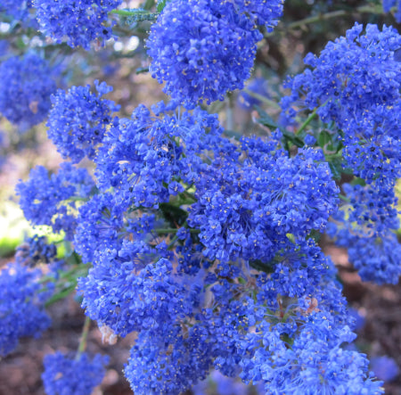 Blue Pacific Californian Lilac