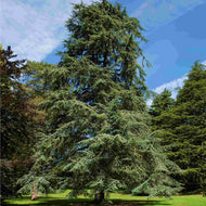 Cedrus atlantica Atlas Cedar