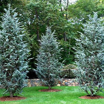 Cedrus atlantica Blue Atlas Cedar