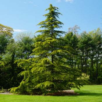 Cedrus deodara Himalayan Cedar