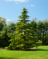 Cedrus deodara Himalayan Cedar