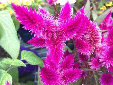 Celosia Intenz