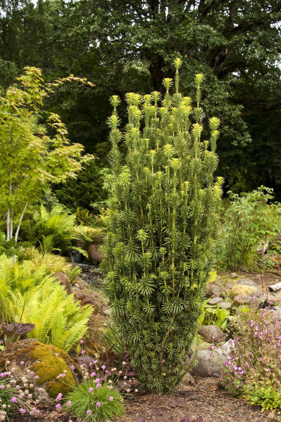 Cephalotaxus harringtonia (Fastigiata) Japanese Plum Yew