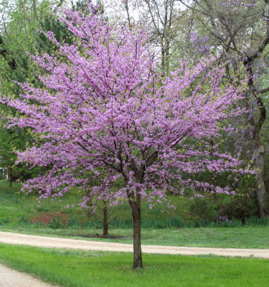 Cercis canadensis Eastern Redbud