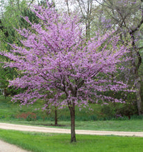 Load image into Gallery viewer, Cercis canadensis Eastern Redbud
