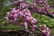 Load image into Gallery viewer, Cercis canadensis Eastern Redbud
