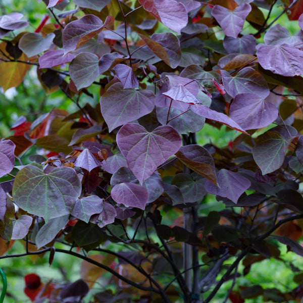 Cercis canadensis Forest Pansy