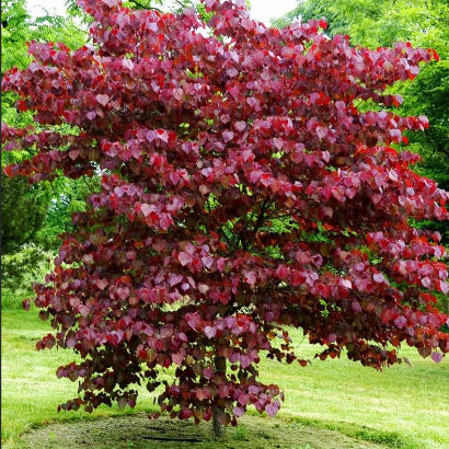 Cercis canadensis Merlot