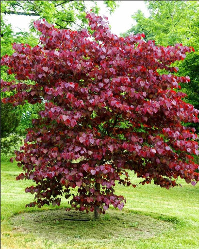 Cercis canadensis Merlot