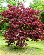 Cercis canadensis Merlot