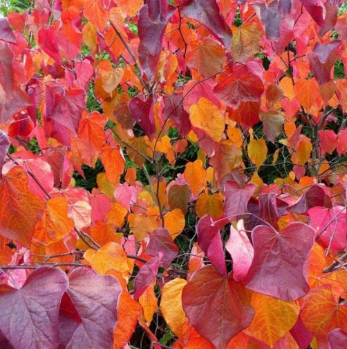 Cercis canadensis Merlot