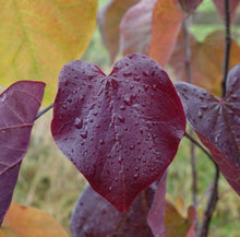 Load image into Gallery viewer, Cercis canadensis Merlot
