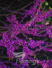 Load image into Gallery viewer, Cercis chinensis &#39;Faerie Queen&#39;
