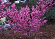 Cercis chinensis 'Faerie Queen'
