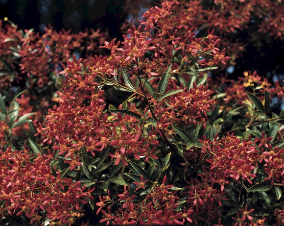 Ceratopetalum gummiferum Red Red Red